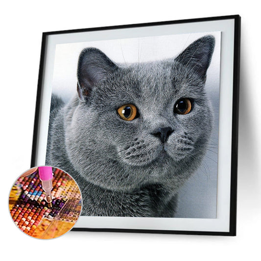 Cat - Full Round Drill Diamond Painting 30*30CM