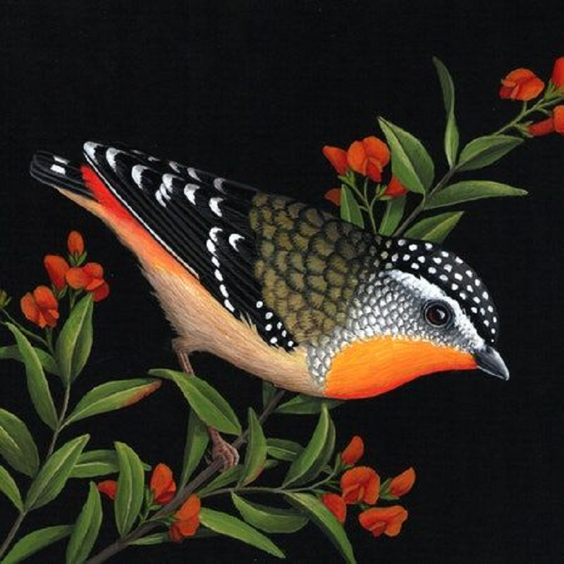 Kookaburra 30*30CM(Canvas) Full Round Drill Diamond Painting