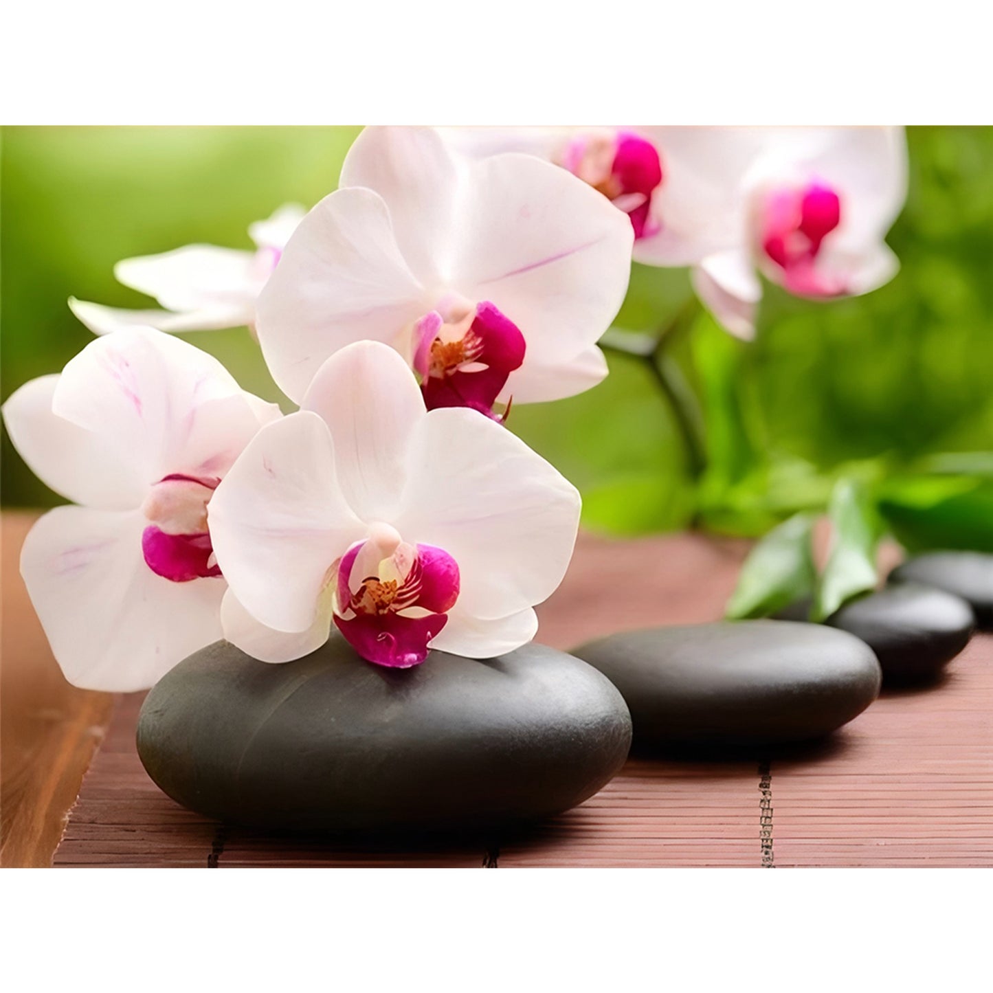 Phalaenopsis Orchid - Full Round Drill Diamond Painting 40*30CM