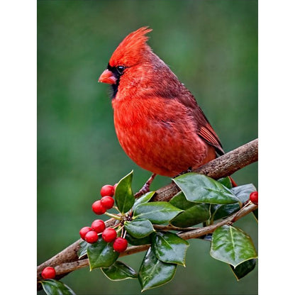 Nordic Cardinal - Full Round Drill Diamond Painting 30*40CM