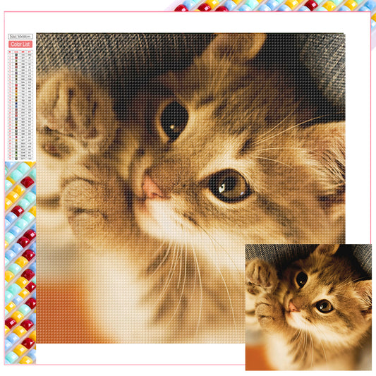 Cat Cat - Full Square Drill Diamond Painting 50*50CM