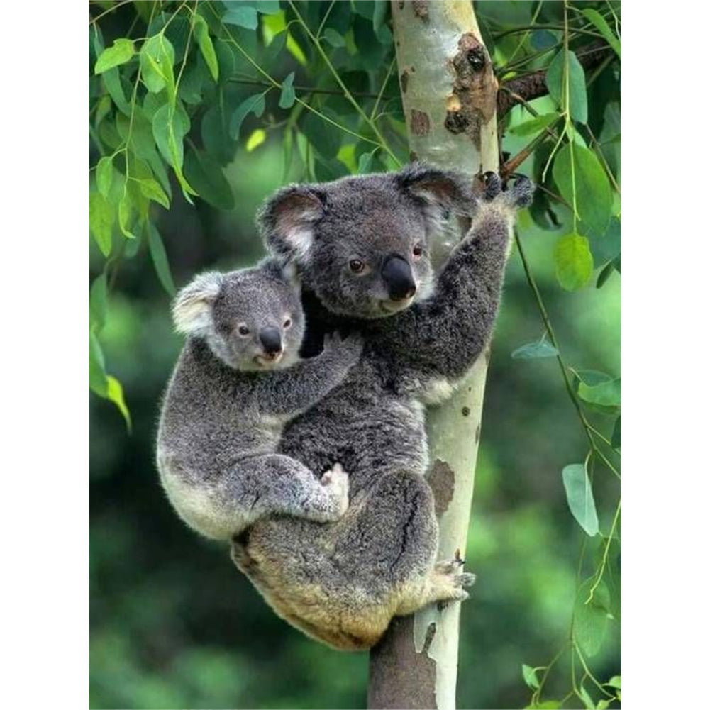 Koala - Full Round Drill Diamond Painting 30*40CM