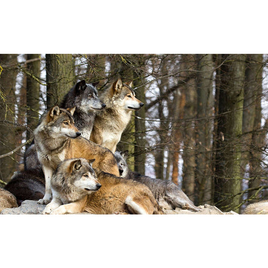 Wolf - Full Round Drill Diamond Painting 50*30CM