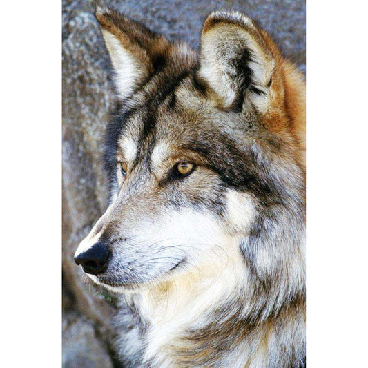 Wolf - Full Round Drill Diamond Painting 30*40CM