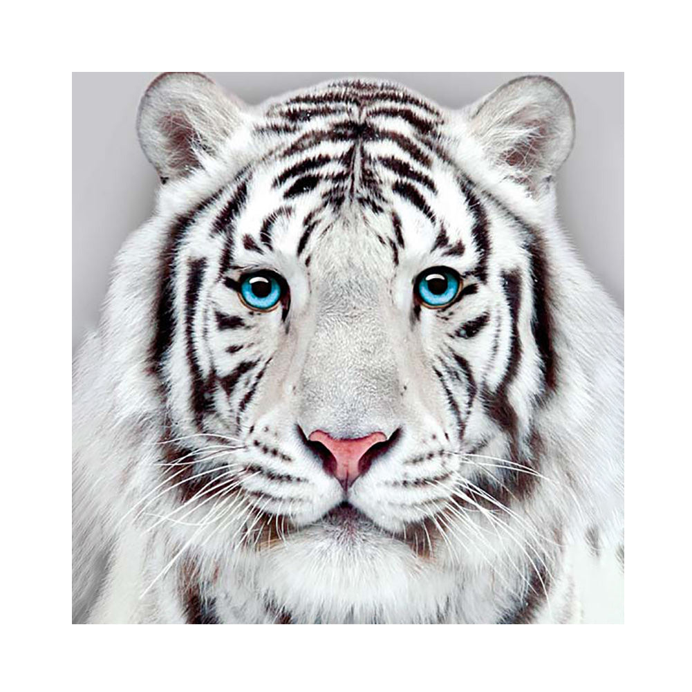 White Tiger - Full Round Drill Diamond Painting 30*30CM