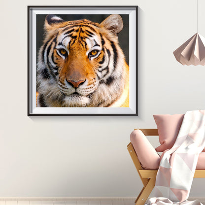 Tiger - Full Round Drill Diamond Painting 30*30CM