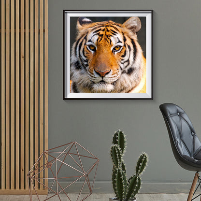 Tiger - Full Round Drill Diamond Painting 30*30CM