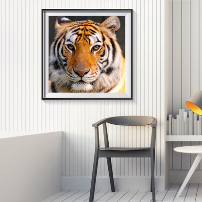 Tiger - Full Round Drill Diamond Painting 30*30CM