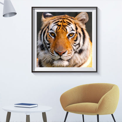 Tiger - Full Round Drill Diamond Painting 30*30CM