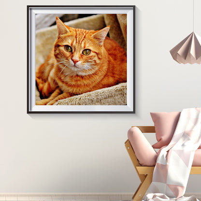 Yellow Cat - Full Round Drill Diamond Painting 30*30CM