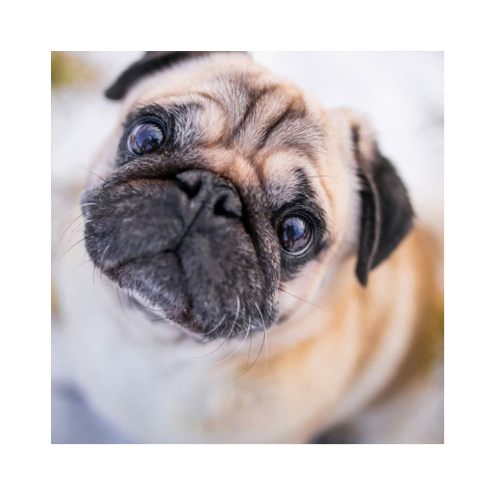 Pug Dog - Full Round Drill Diamond Painting 40*40CM