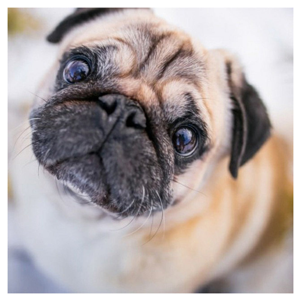 Dog - Full Round Drill Diamond Painting 30*30CM