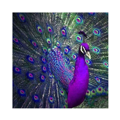 Peacock Kingfisher - Full Square Drill Diamond Painting 30*30CM