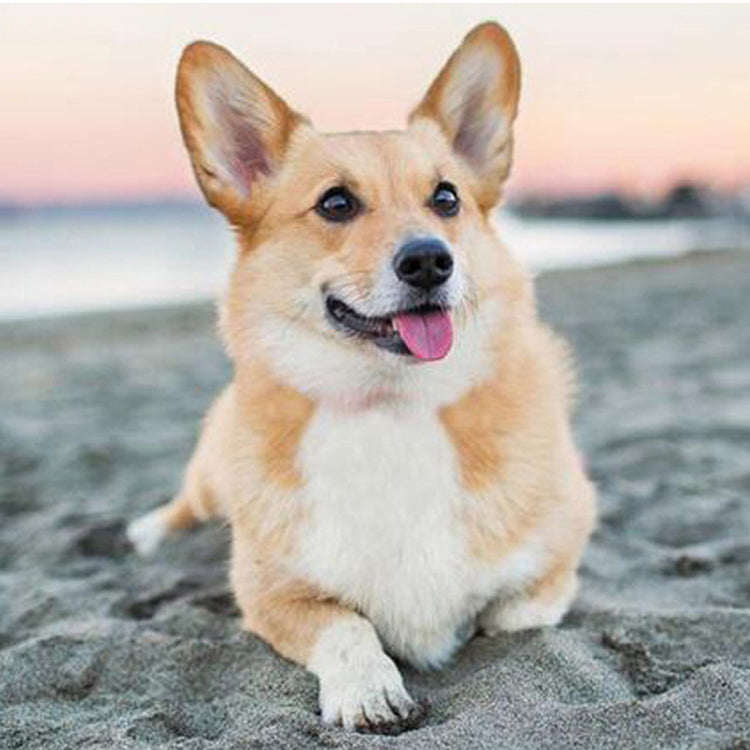 Dog - Full Round Drill Diamond Painting 45*45CM