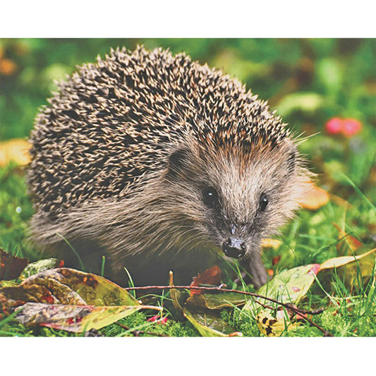 Hedgehog - Full Round Drill Diamond Painting 40*30CM