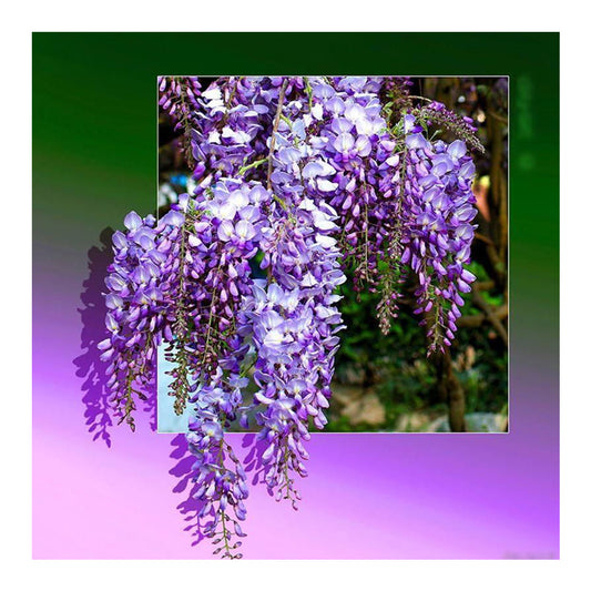 Wisteria 40*40CM(Canvas) Full Square Drill Diamond Painting