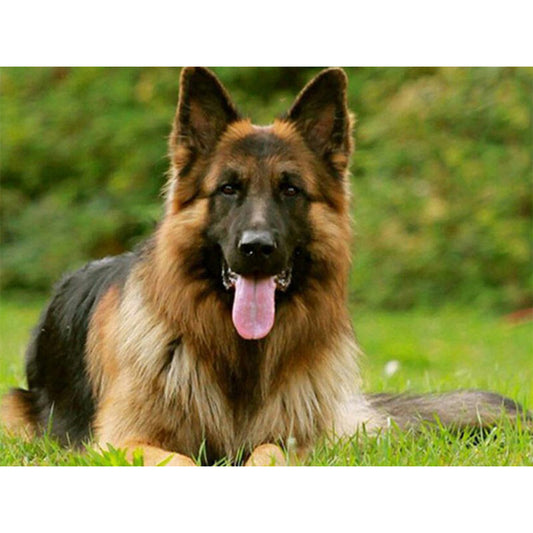 Wolf - Full Round Drill Diamond Painting 40*30CM