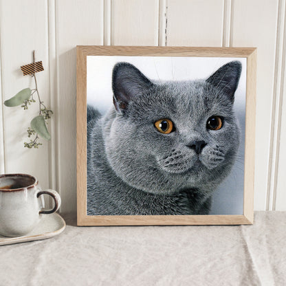 Cat - Full Round Drill Diamond Painting 30*30CM