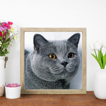 Cat - Full Round Drill Diamond Painting 30*30CM