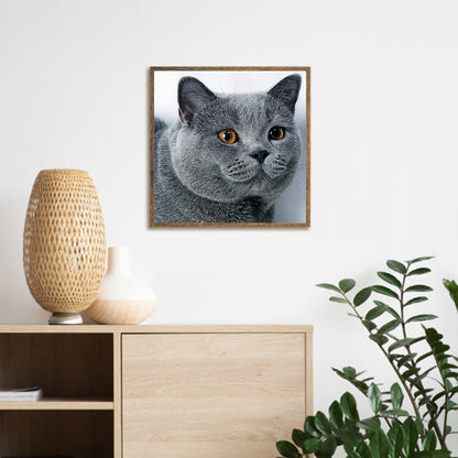 Cat - Full Round Drill Diamond Painting 30*30CM