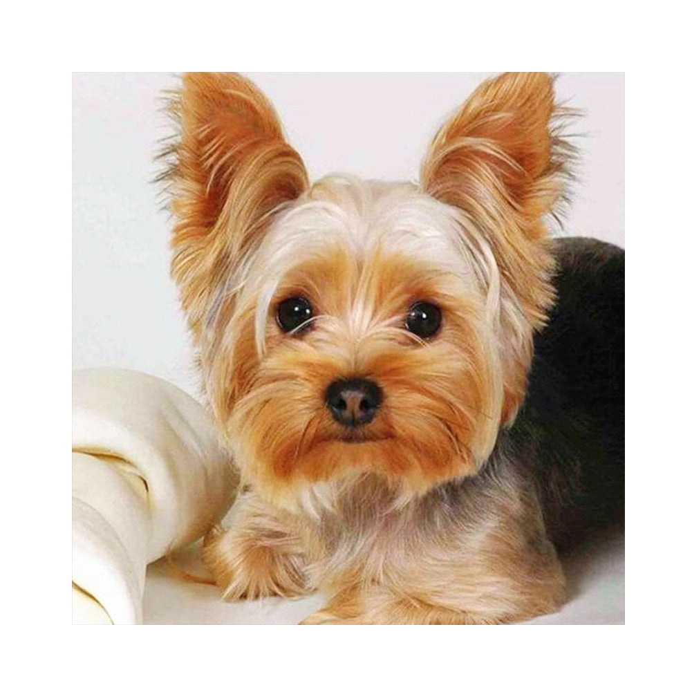 Puppy - Full Square Drill Diamond Painting 40*40CM