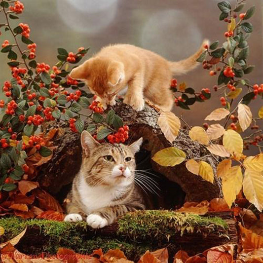 Kitten - Full Round Drill Diamond Painting 40*40CM