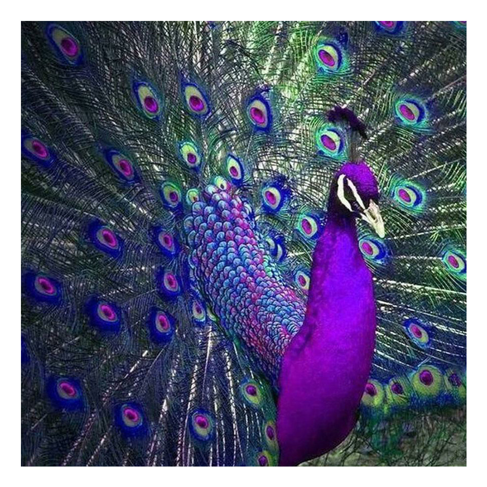 Peacock - Full Round Drill Diamond Painting 40*40CM