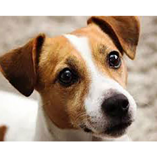Puppy - Full Round Drill Diamond Painting 40*30CM