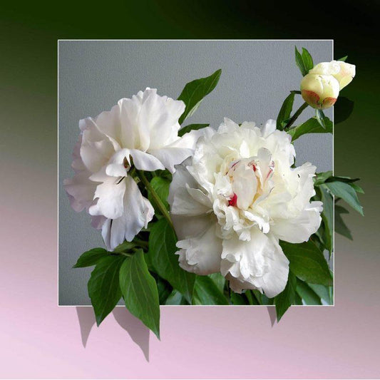 White Peony - Full Round Drill Diamond Painting 50*50CM