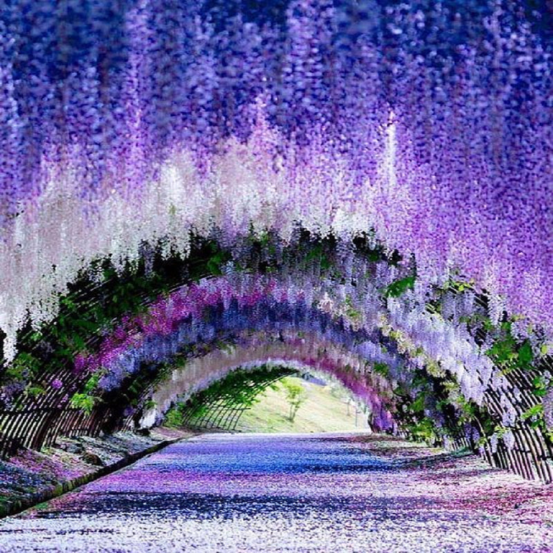 Fuji Garden Wisteria Tunnel - Full Round Drill Diamond Painting 30*40CM