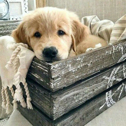 Yellow Puppy Sleeping In The Kennel - Full Round Drill Diamond Painting 40*40CM