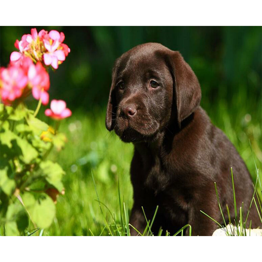Labrador - Full Round Drill Diamond Painting 40*30CM