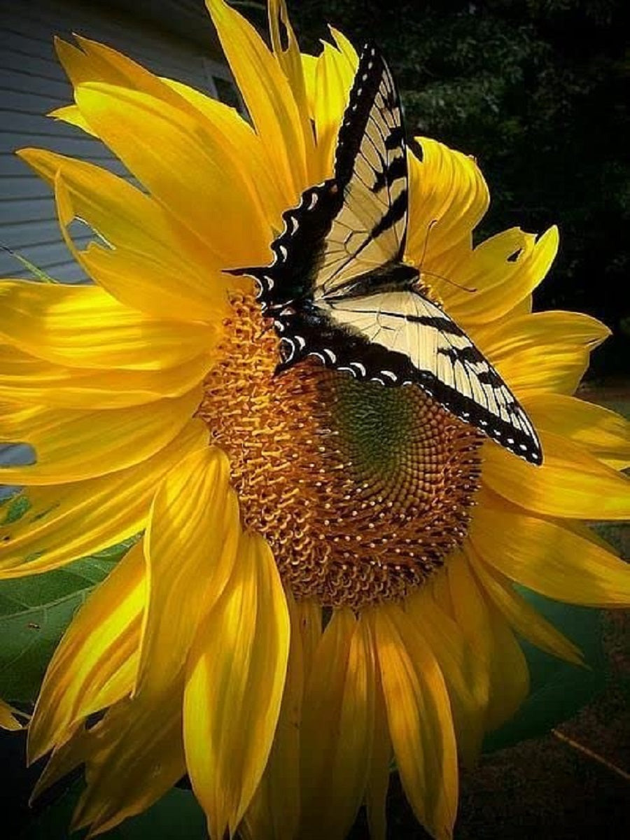 Butterfly Sunflower - Full Round Drill Diamond Painting 30*40CM