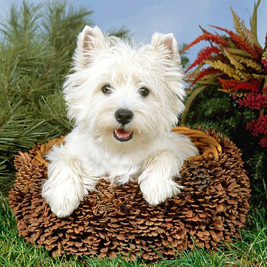 West Highland Dog - Full Square Drill Diamond Painting 40*40CM