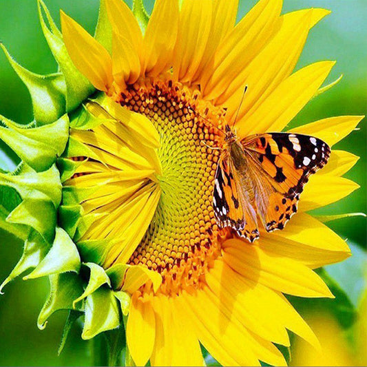 Sunflower Butterfly - Full Square Drill Diamond Painting 30*30CM