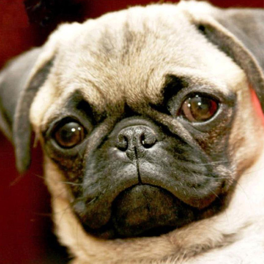 Melancholic Pug Dog - Full Round Drill Diamond Painting 50*50CM