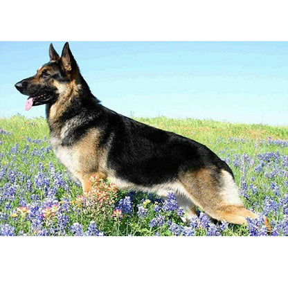 Prairie Dire Dog - Full Square Drill Diamond Painting 50*40CM