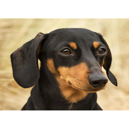 Dachshund - Full Round Drill Diamond Painting 50*40CM