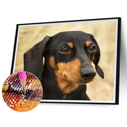 Dachshund - Full Round Drill Diamond Painting 50*40CM