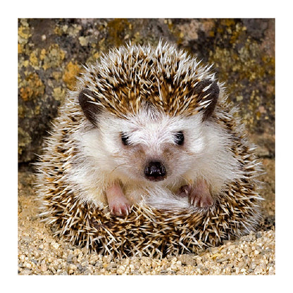 Hedgehog - Full Square Drill Diamond Painting 30*30CM