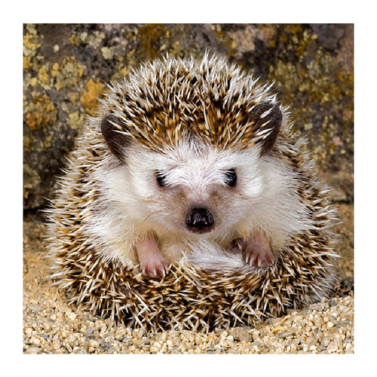 Hedgehog - Full Square Drill Diamond Painting 30*30CM