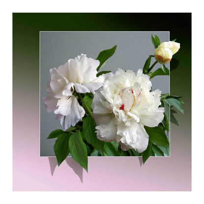 Peony - Full Square Drill Diamond Painting 30*30CM