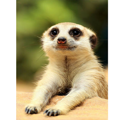 Meerkat - Full Round Drill Diamond Painting 30*40CM