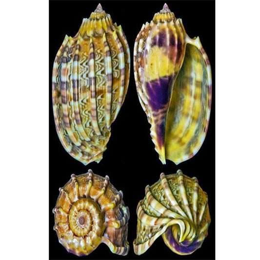 Beach Shells - Full Round Drill Diamond Painting 30*45CM