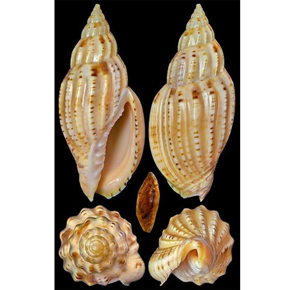 Beach Shells - Full Round Drill Diamond Painting 30*45CM