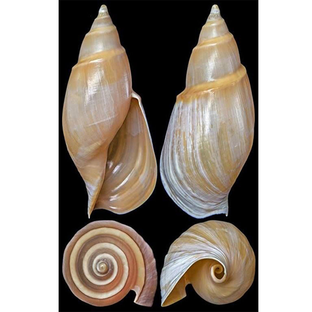 Beach Shells - Full Round Drill Diamond Painting 30*45CM