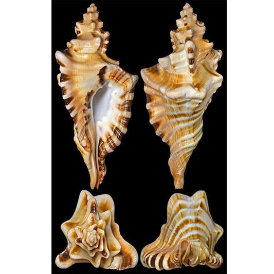 Beach Shells - Full Round Drill Diamond Painting 30*45CM