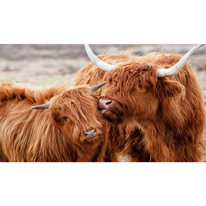 Highland Yak - Full Square Drill Diamond Painting 70*45CM