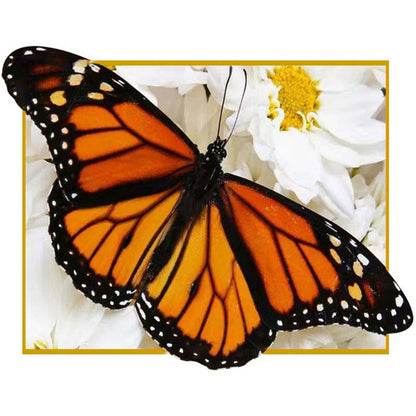 Orange Black Butterfly - Full Round Drill Diamond Painting 50*40CM