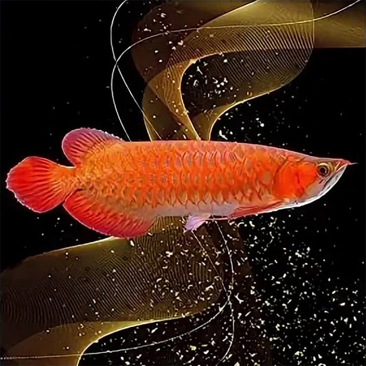 Goldfish - Full Round Drill Diamond Painting 40*40CM